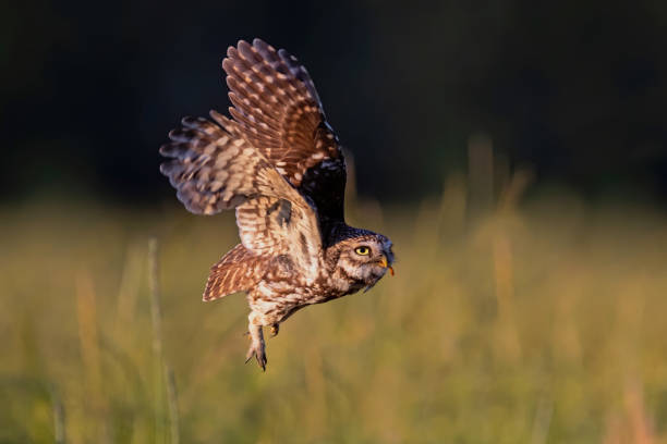 istock Little owl in the meadows 1286546157