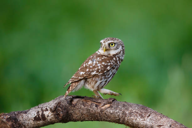 istock Little owl in the meadows 1286546178