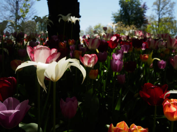 Flowers and the park