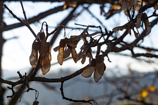 Maple seeds on branch, background shows bare branches tree and a bluish sky