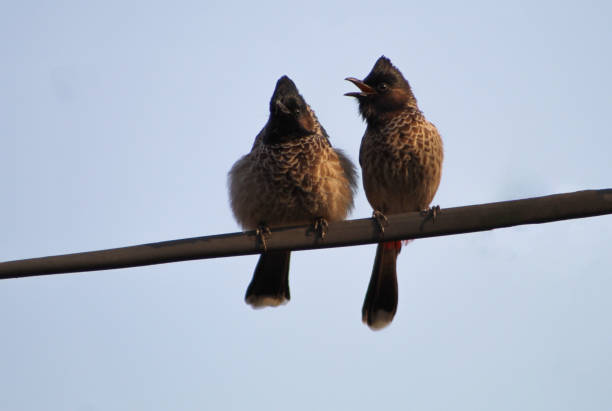 istock The red-vented bulbul (Pycnonotus cafer) Couple 1286549636