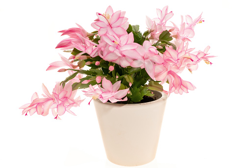 Flowering Christmas or Holiday Cactus (Schlumbergera)  - white background.  This plant is known is also known with other names such as Thanksgiving cactus or Easter Cactus.