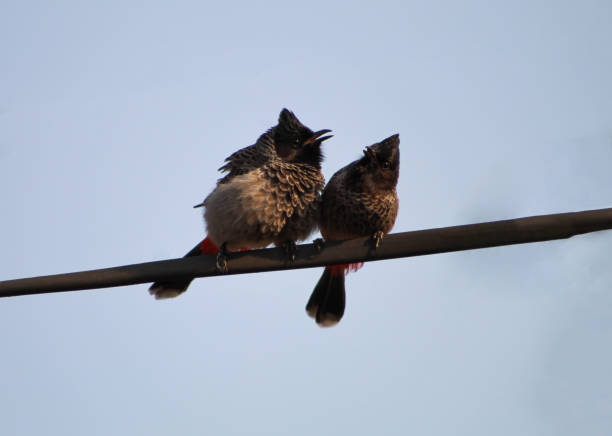 istock The red-vented bulbul (Pycnonotus cafer) Couple 1286549742
