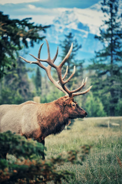 Male elk in Jasper National Park, Alberta,Canada Side view of a bull elk in a beautiful landscape near Jasper. bull animal photos stock pictures, royalty-free photos & images
