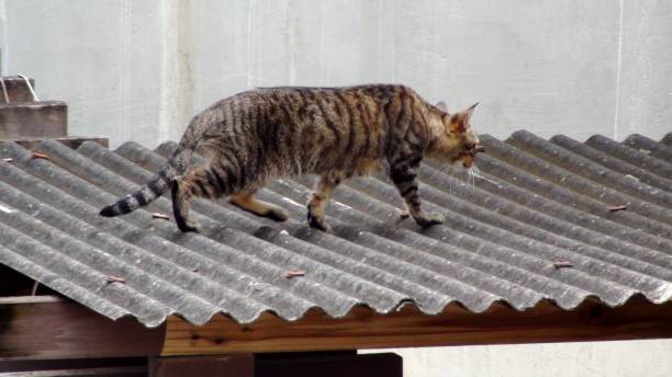 istock meow cat felis catus 1286552609