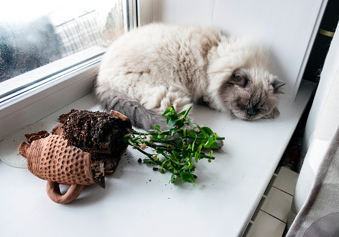 A large cat lies and sleeps on a plastic windowsill, next to a broken ceramic pot with a flower and scattered earth