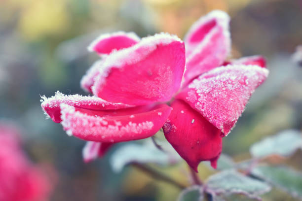 istock Bright Pink Rose Covered in Morning Frost 1286554198