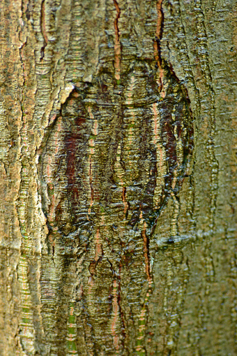 autumn: wet english oak bark with a knob.