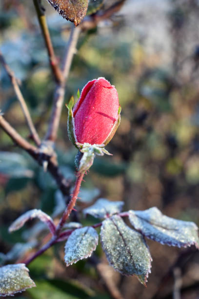 istock Bright Pink Rose Covered in Morning Frost 1286555026