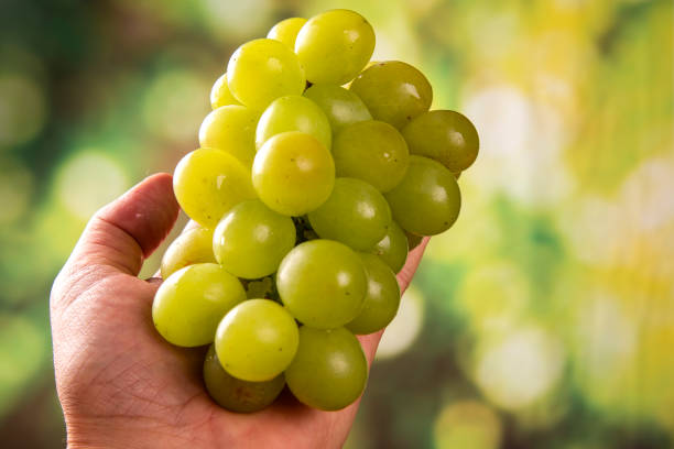 istock grapes harvest in farmer hand 1286555176