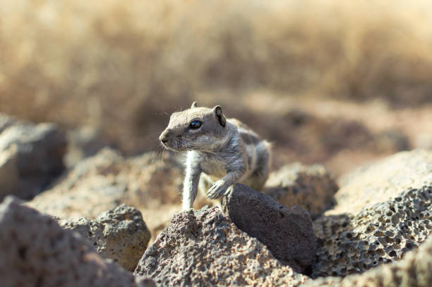 istock Close up of Barbary ground squirrel (Atlantoxerus getulus) in desert. 1286555191