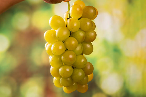 istock grapes harvest in farmer hand 1286555220