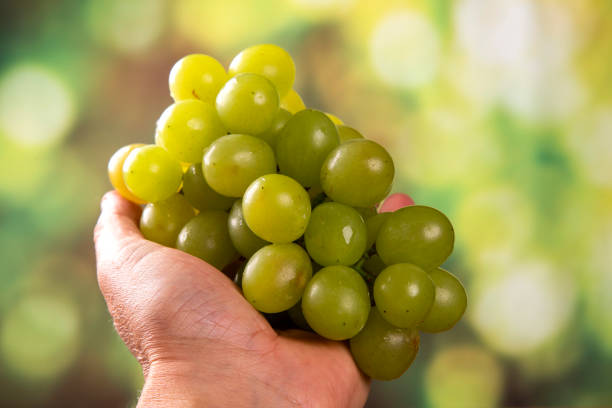 istock grapes harvest in farmer hand 1286555325