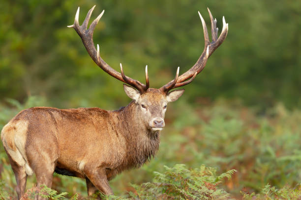 istock Close-up of a red deer stag 1286556779