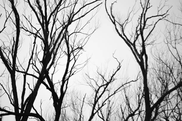 istock Abstract silhouette of trees on a white background. Scary forest. Background with dark branches of a tree without leaves 1286557039