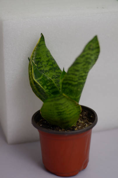 istock Bird’s nest sansevieria in a small pot 1286559909