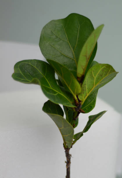 istock Ficus Lyrata Houseplant 1286560002