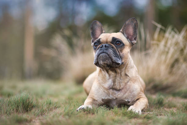 istock Fawn French Bulldog dog lying down 1286560210