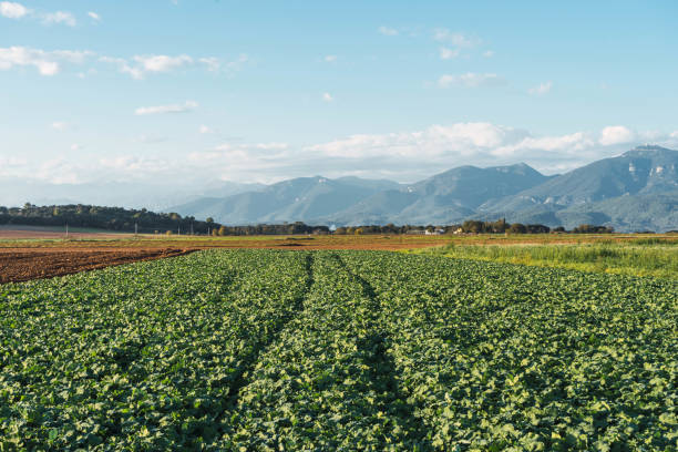 istock field of corn with mountains and blue sky with mist. 1286561061