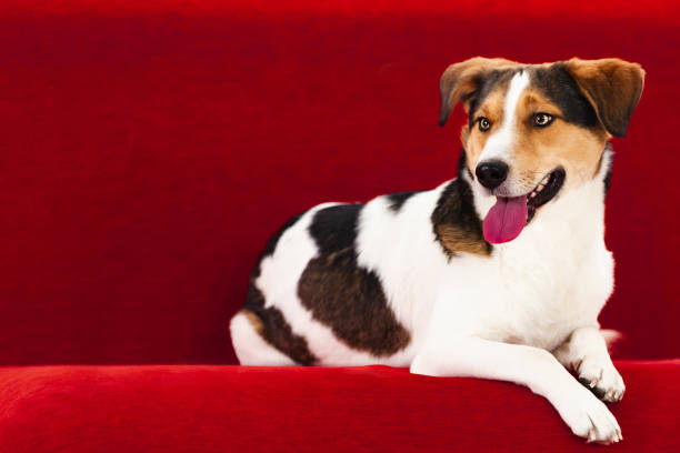 istock Jack Russell Terrier dog lies on a red sofa 1286561608