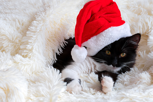 cute black and white cat with Santa Claus hat lying on a white fluffy blanket, winter holidays concept