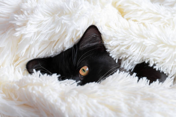 istock cute black cat covered in a white fluffy blanket 1286562891