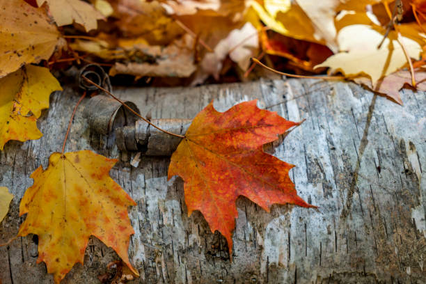 folhas multicoloras em kortright centre conservation no outono, woodbridge, vaughan, canadá - maple tree - fotografias e filmes do acervo