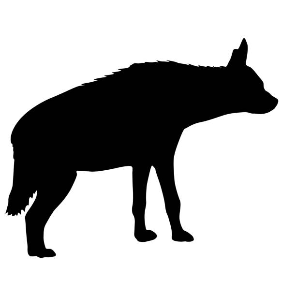 sylwetka hieny doniczkowej na białym tle. - kruger national park illustrations stock illustrations