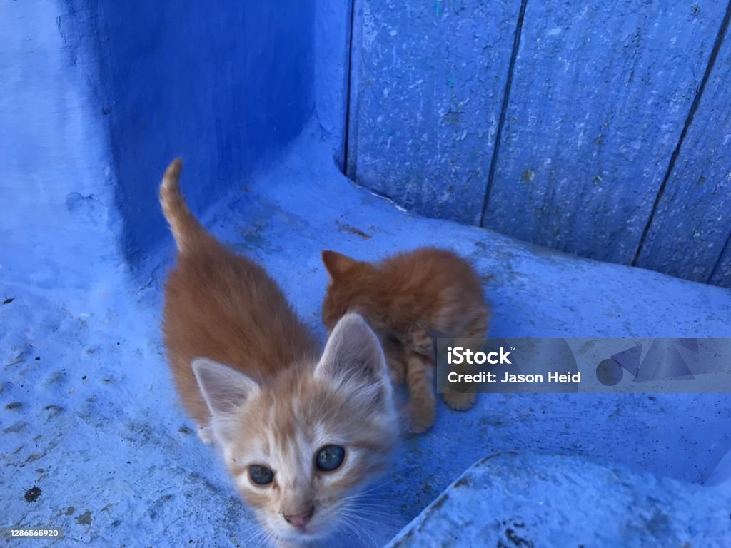 Kittens in blue city of Chefchouen, Morocco Chefchouen Morocco kittens against blue walls Africa Stock Photo