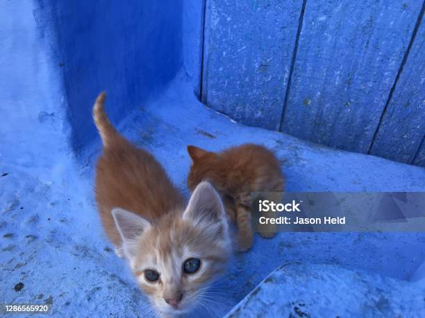 Kittens In Blue City Of Chefchouen Morocco Stock Photo - Download Image Now - Africa, Animal, Animal Body Part