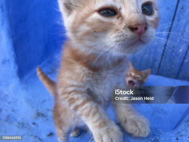 Kittens In Blue City Of Chefchouen Morocco Stock Photo - Download Image Now - Chefchaouen, Domestic Cat, Africa