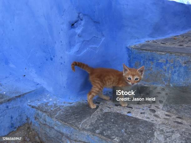 Kitten In Blue City Of Chefchouen Morocco Stock Photo - Download Image Now - Chefchaouen, Africa, Animal