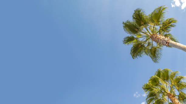 istock Palm tree against the sky landscape from the ground 1286566005