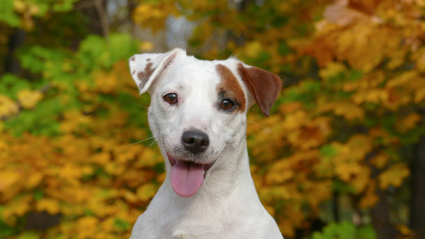 istock Beautiful autumn terrier puppy outdoors in park 1286566505