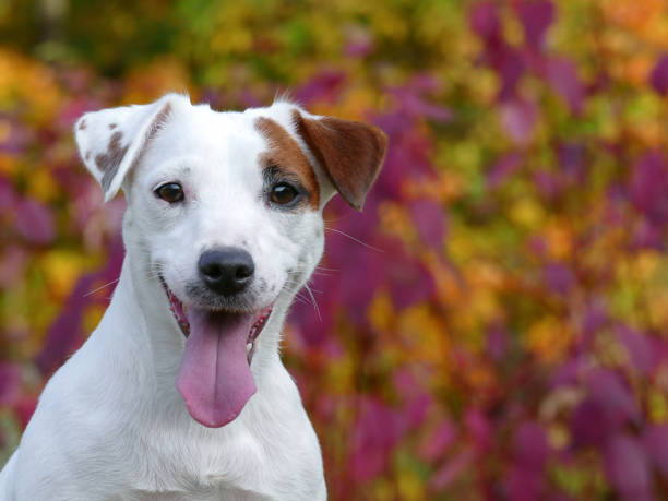 istock Beautiful autumn terrier puppy outdoors in park 1286566525