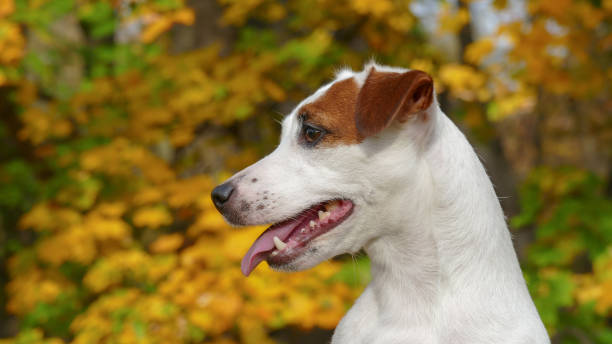 istock Beautiful autumn terrier puppy outdoors in park 1286566533