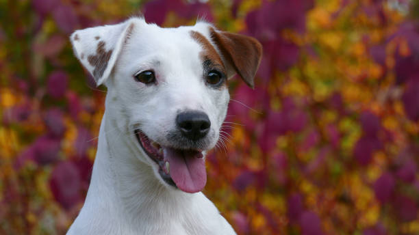 istock Beautiful autumn terrier puppy outdoors in park 1286567073