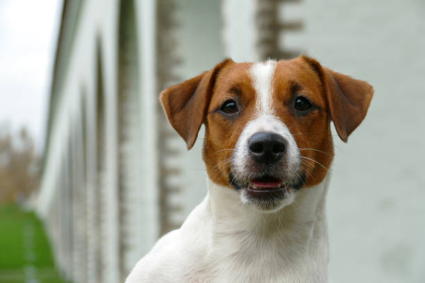 istock Beautiful terrier puppy outdoors in park 1286567351