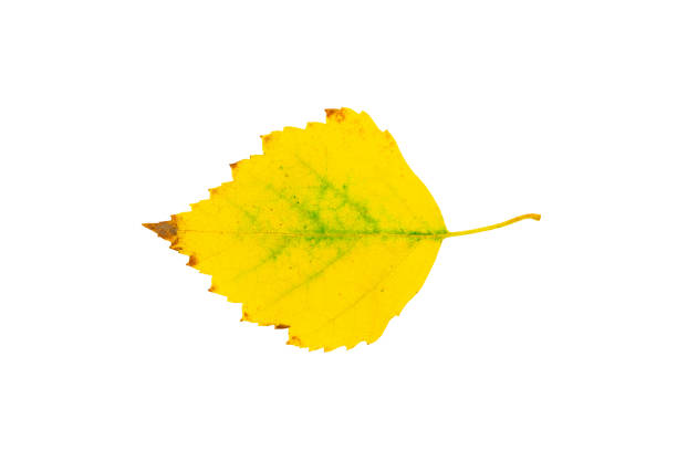 istock Yellow autumn birch tree leaf cut out on white background. 1286568047
