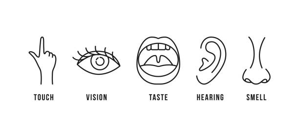 schemat liniowy pięciu ludzkich zmysłów - sensory perception stock illustrations