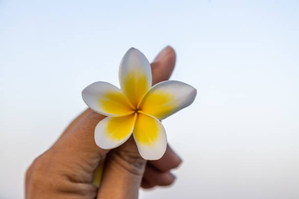 Flowers backgrounds series