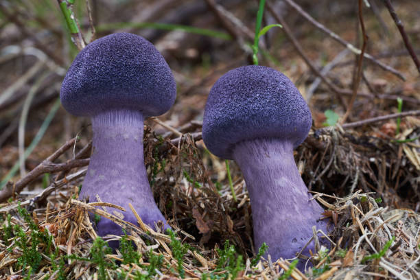 가문비 나무 숲에서 먹을 수없는 버섯 코르티나리우스 헤르시니쿠스. 이끼에서 자라는 보라색 버섯. - 끈적버섯과 뉴스 사진 이미지