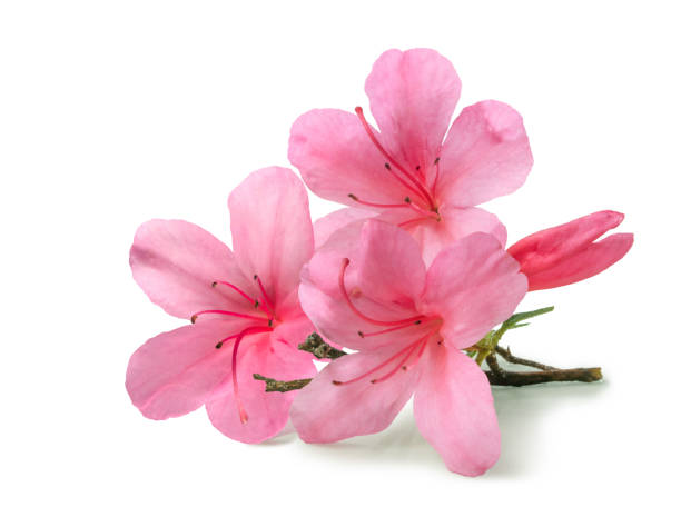 istock Ledum and Rhododendron flowers isolated 1286570362