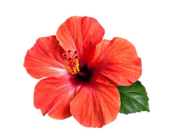 istock bright red hibiscus flower isolated 1286570374