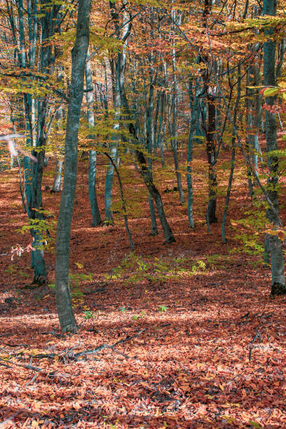 naturaleza en otoño - 6134 fotografías e imágenes de stock