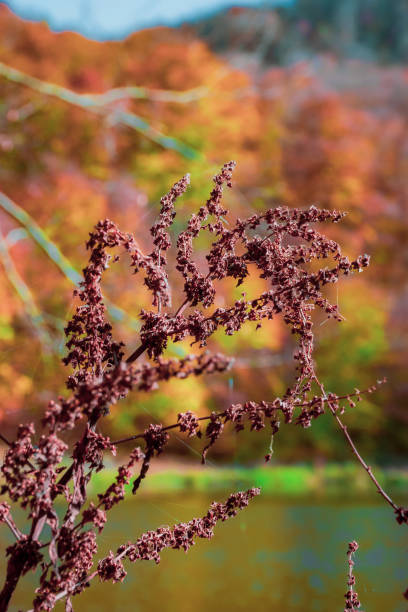 natura in autunno - 6139 foto e immagini stock
