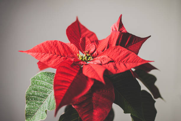 christmas flower poinsettia close up Beautiful red poinsettia plant close up , Christmas traditional flower red poinsettia vibrant color flower stock pictures, royalty-free photos & images