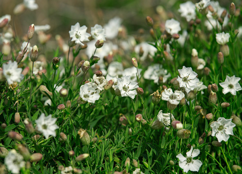 White flowers in the grass in Romania on the agricultural field