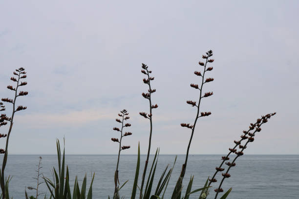 istock Silhouettes of plants and sea 1286571650