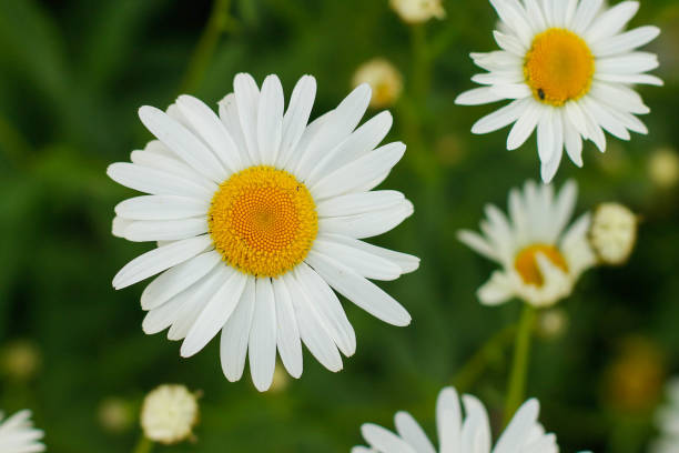 istock Spring Meadow with Daisies. Grass and Flowers border. 1286573259